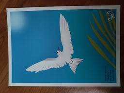 Poster A5 WHITE TERN, OCEAN SYDE